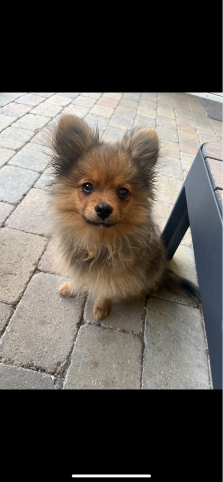 Pomeranian / papillon, hund, 7 mdr.