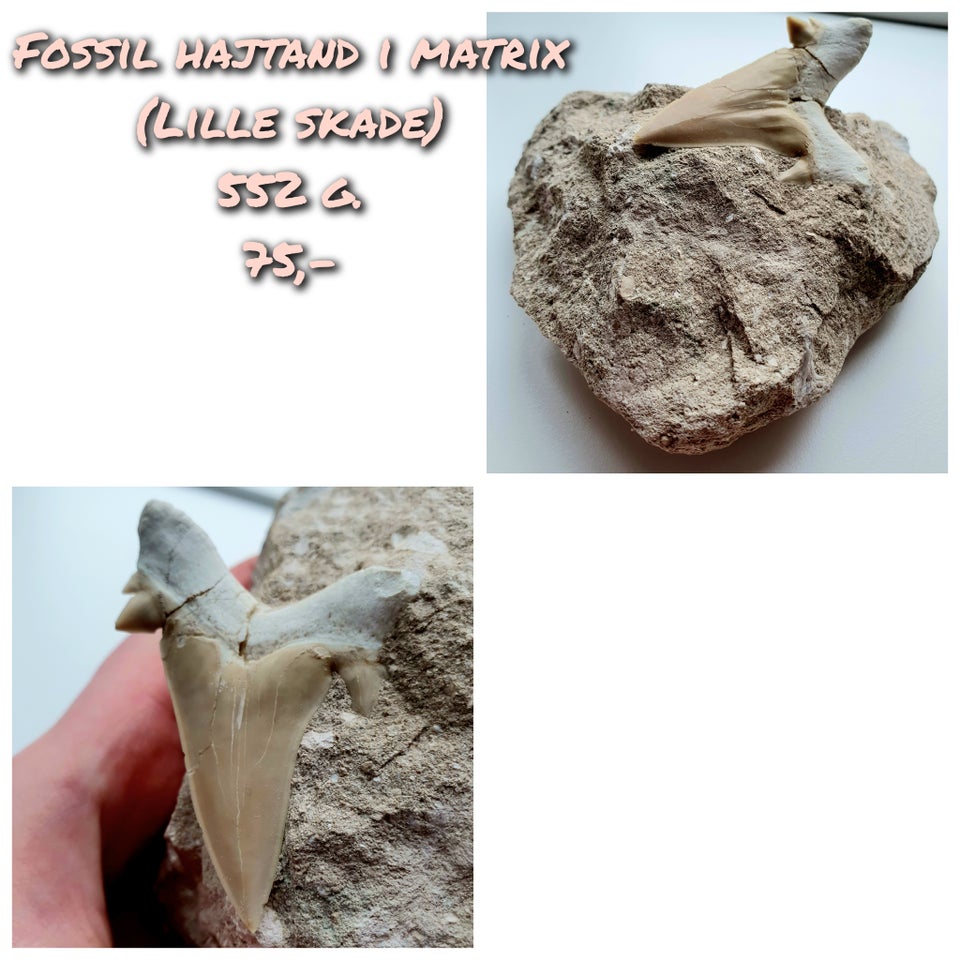 Fossiler, Fossil hajtand i matrix