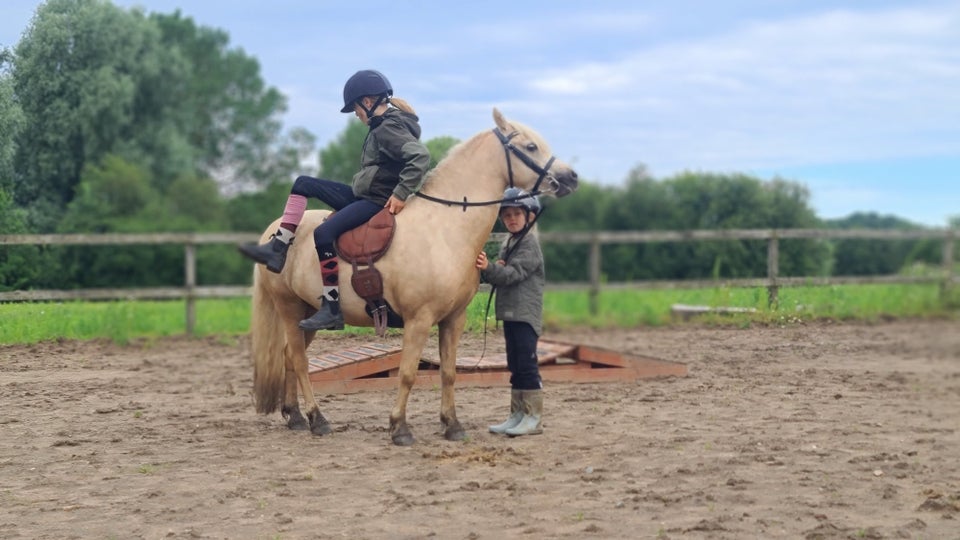 Blanding vallak 6 år