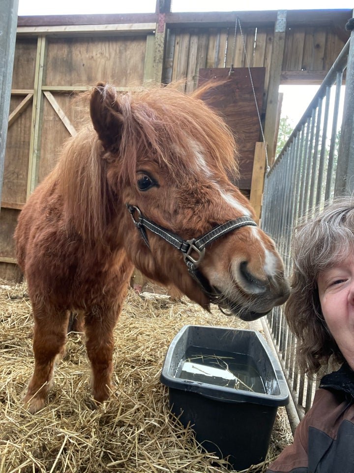 Shetlandspony hoppe 2 år