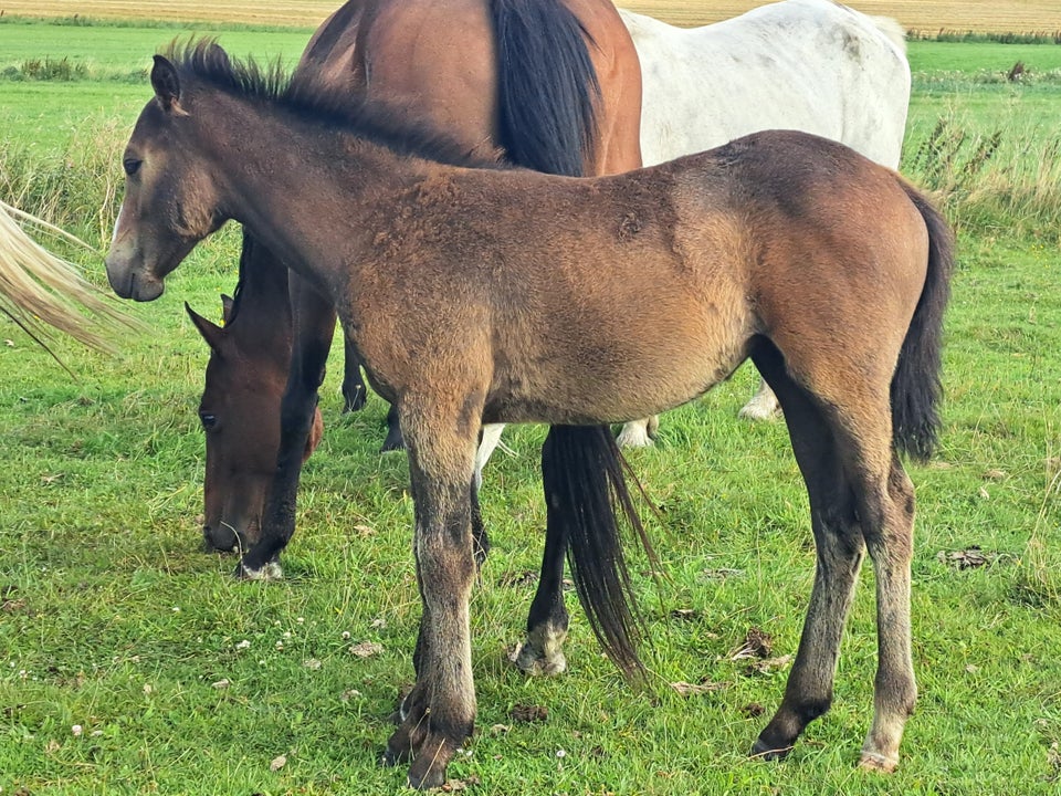 Blanding, hoppe, 0 år