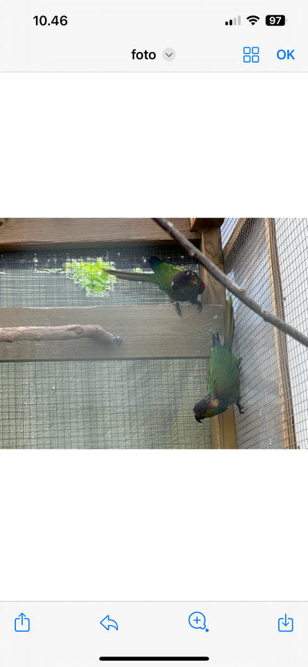 Parakit Conure 2 år