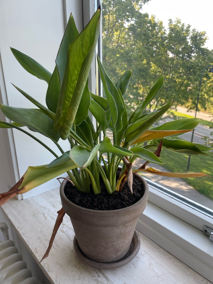 Strelitzia/Paradisfugl