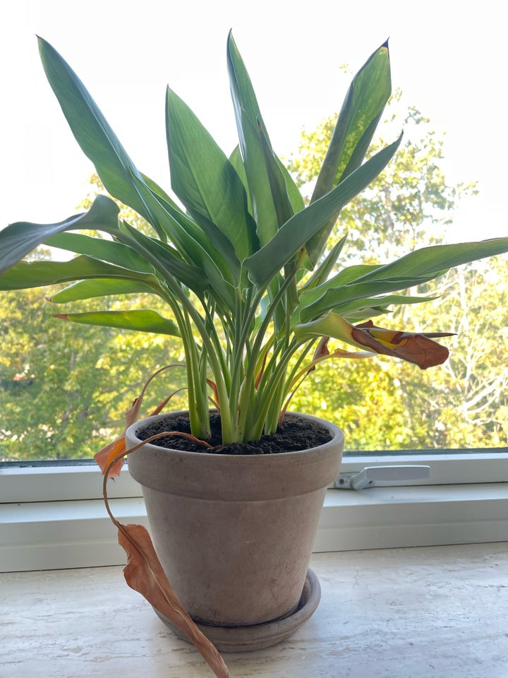 Strelitzia/Paradisfugl