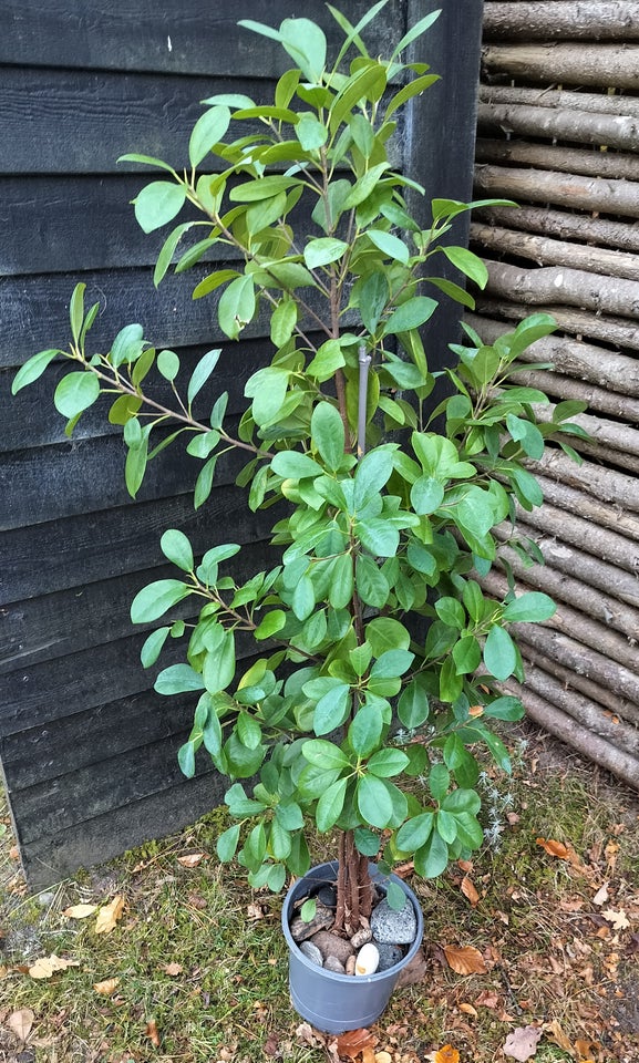 plante ficus, ficus