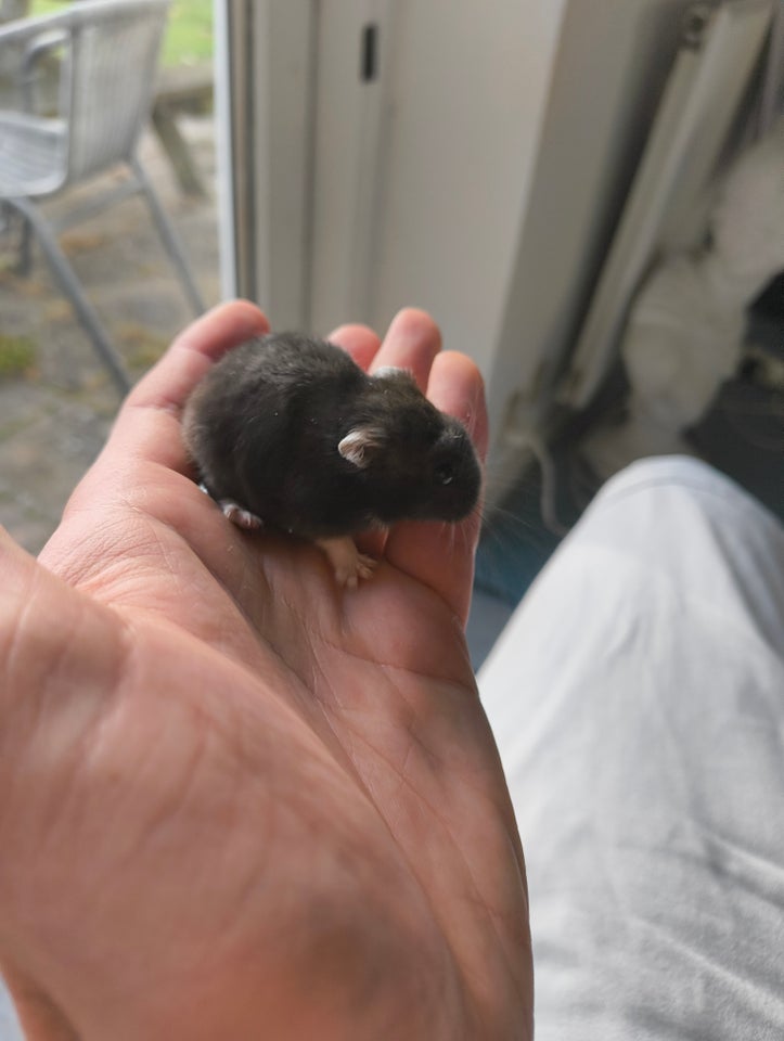 Hamster, Dværghamster, 0 år