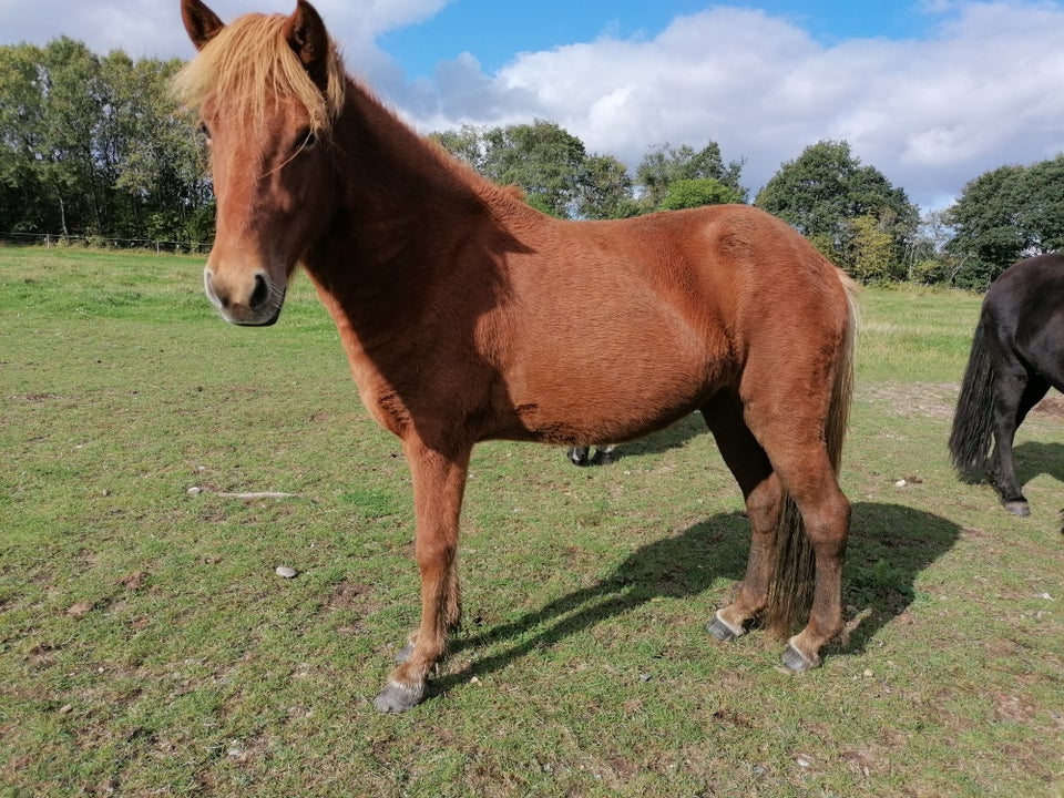 Islænder, hoppe, 4 år