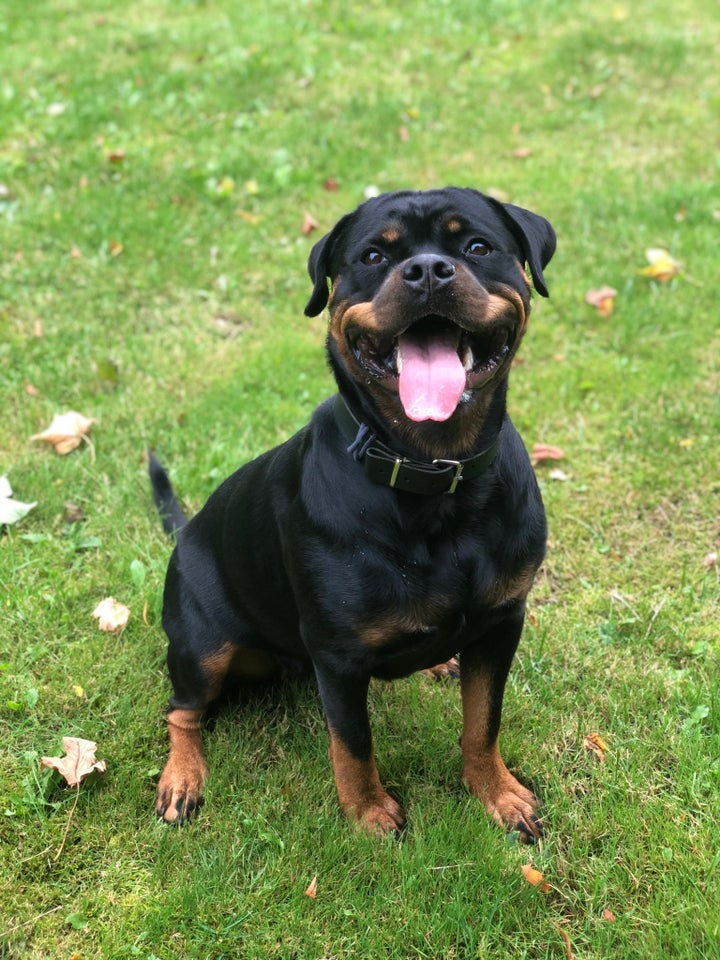 Rottweiler hvalpe 4 uger