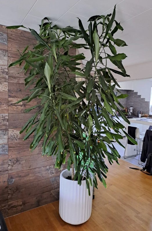 Stueplante, Dracaena