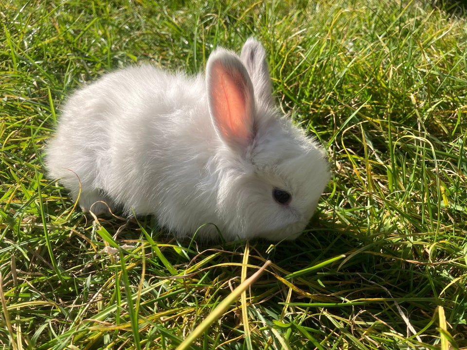 Kanin, Angora, 0 år