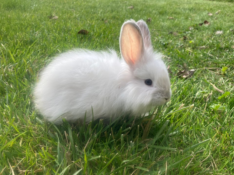 Kanin, Angora, 0 år