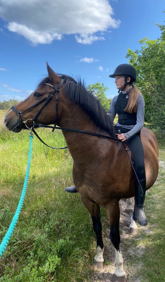 Anden race, vallak, 19 år