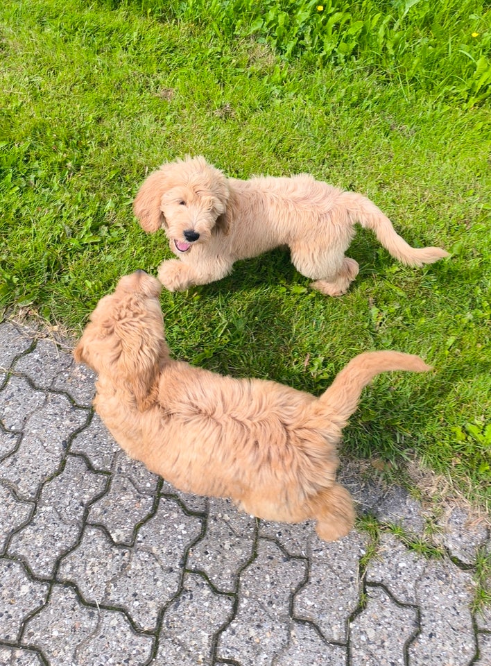 Goldendoodle hvalpe klar ti