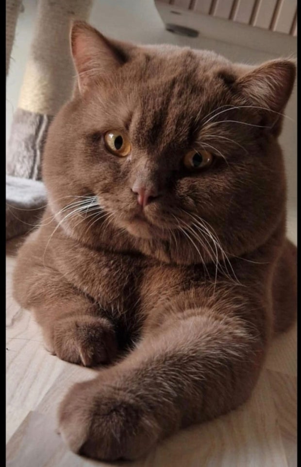 British Shorthair flere