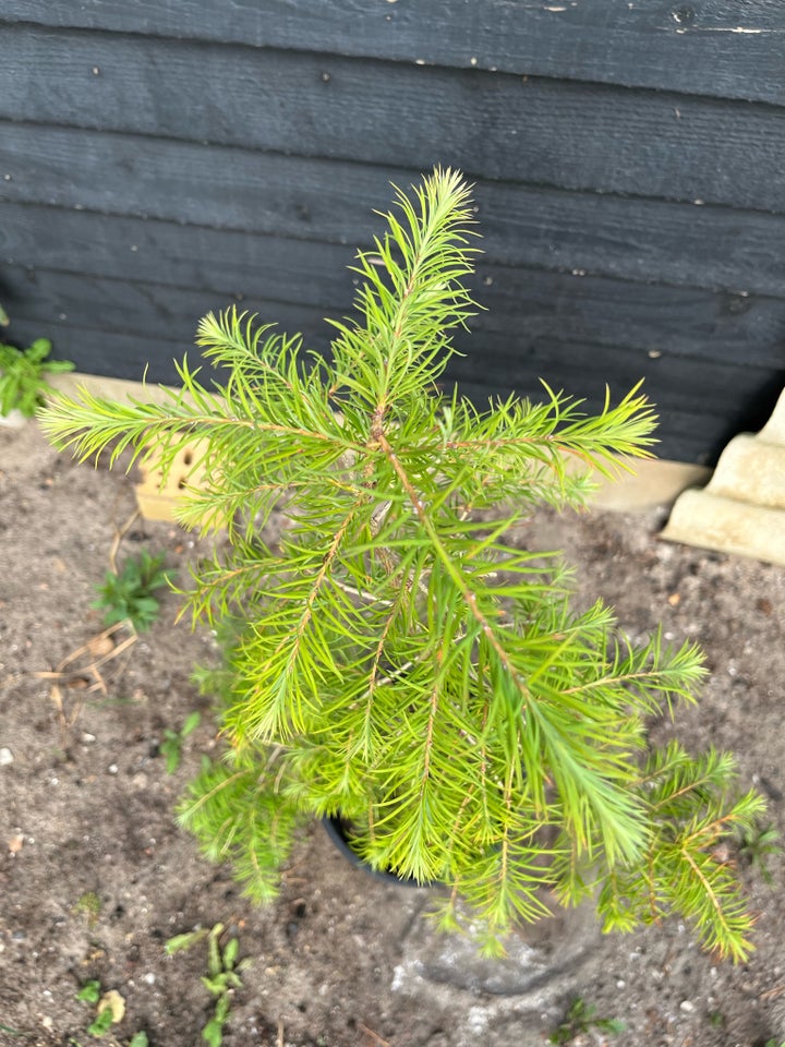 Japansk lærk (Larix Kaempferi)