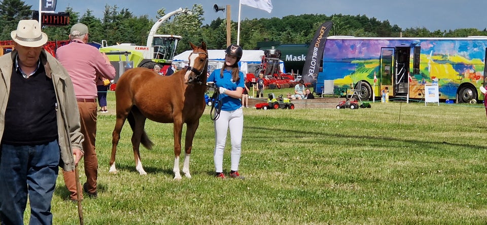 Dansk Sports Pony (DSP) hoppe 2 år