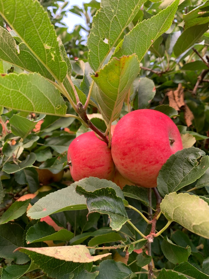 Æbletræer