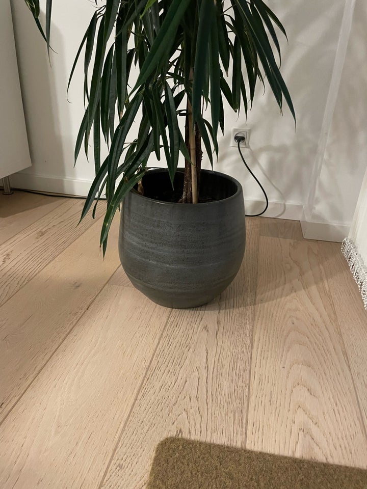 Stor grøn plante inkl. krukke,