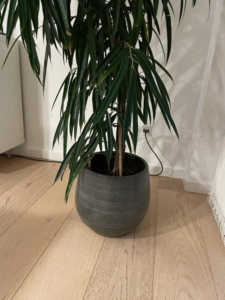 Stor grøn plante inkl. krukke,