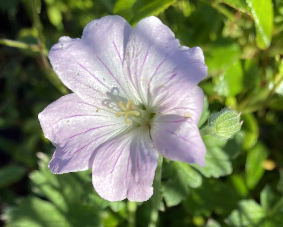 Geranium ’Dreamland’, Lav, ekstra