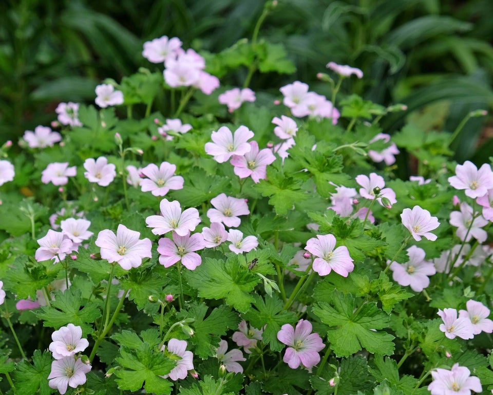 Geranium ’Dreamland’, Lav, ekstra