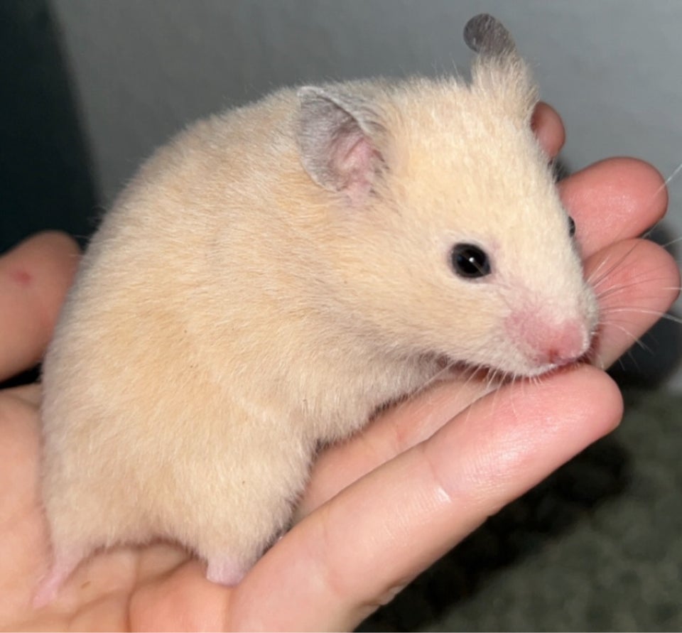 Hamster, Guldhamster, 0 år