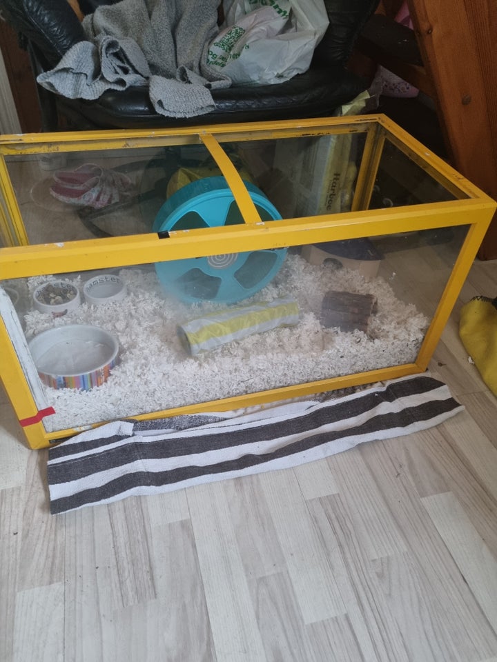 Hamster, Gulhamster, 0 år