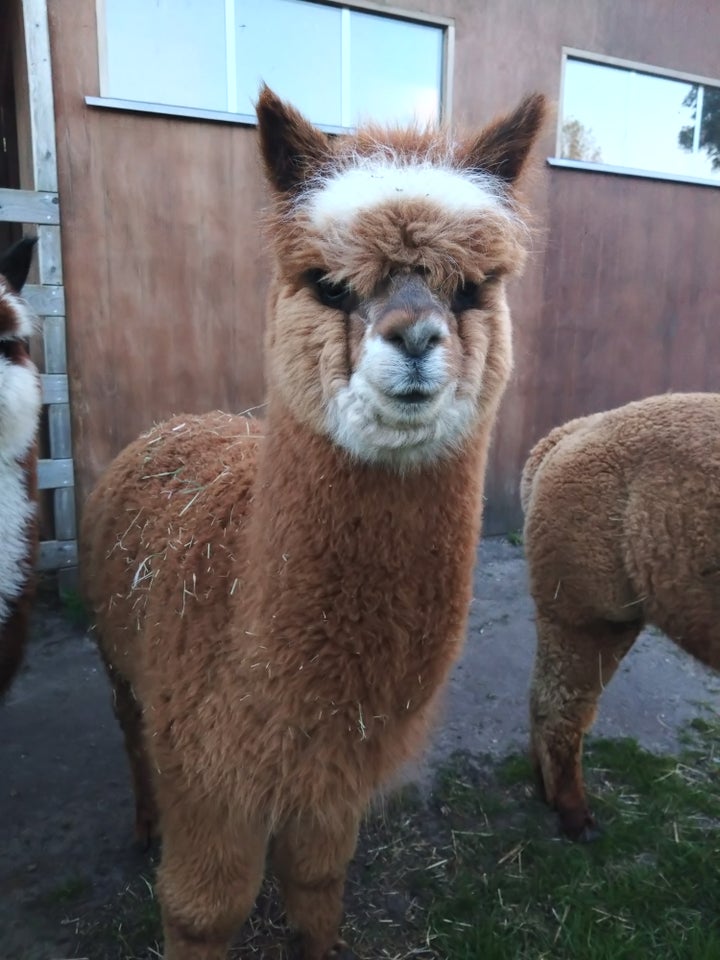 Alpaca 2 stk