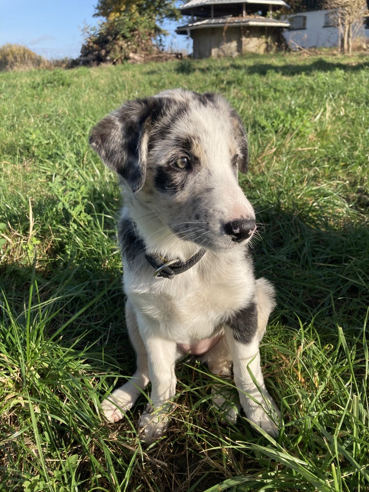 Australian Shepherd  Husky,