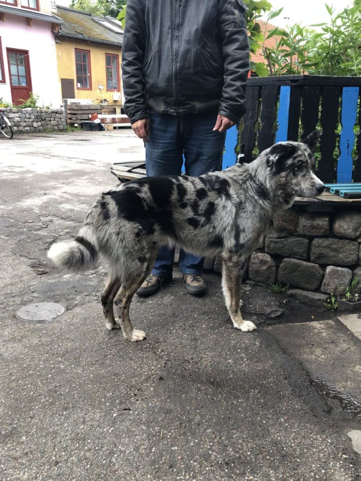 Australian Shepherd  Husky,