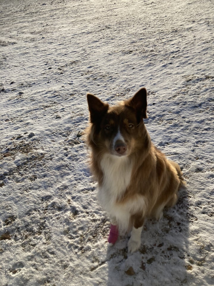 Australian Shepherd  Husky,