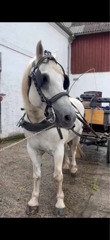 Anden race vallak 10 år