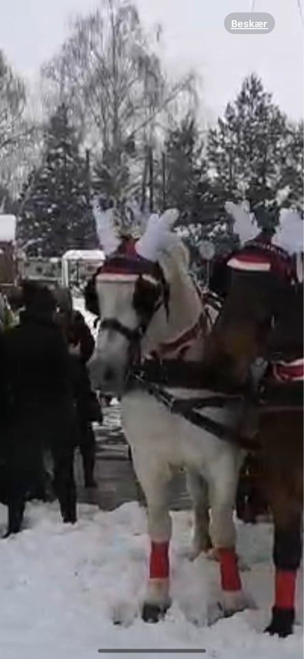 Anden race vallak 10 år