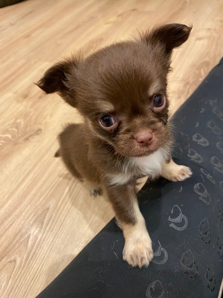 Chihuahua , hvalpe, 6 uger