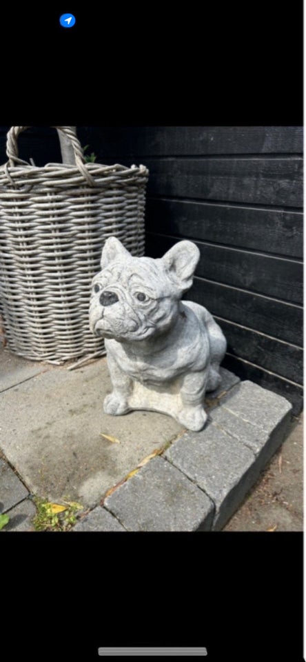 Andet Fransk bulldog  Beton