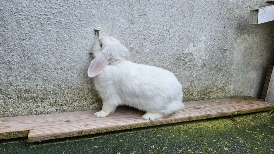 Kanin, Dværgvædder, 2 år