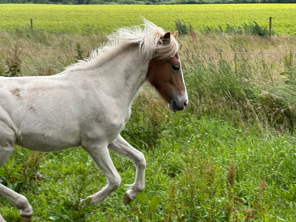 Islænder/Shetlænder hingst 1 år