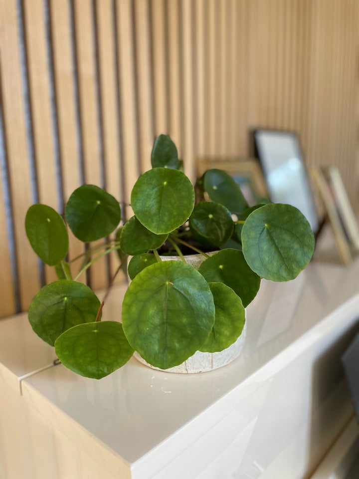 Stueplante  Pilea