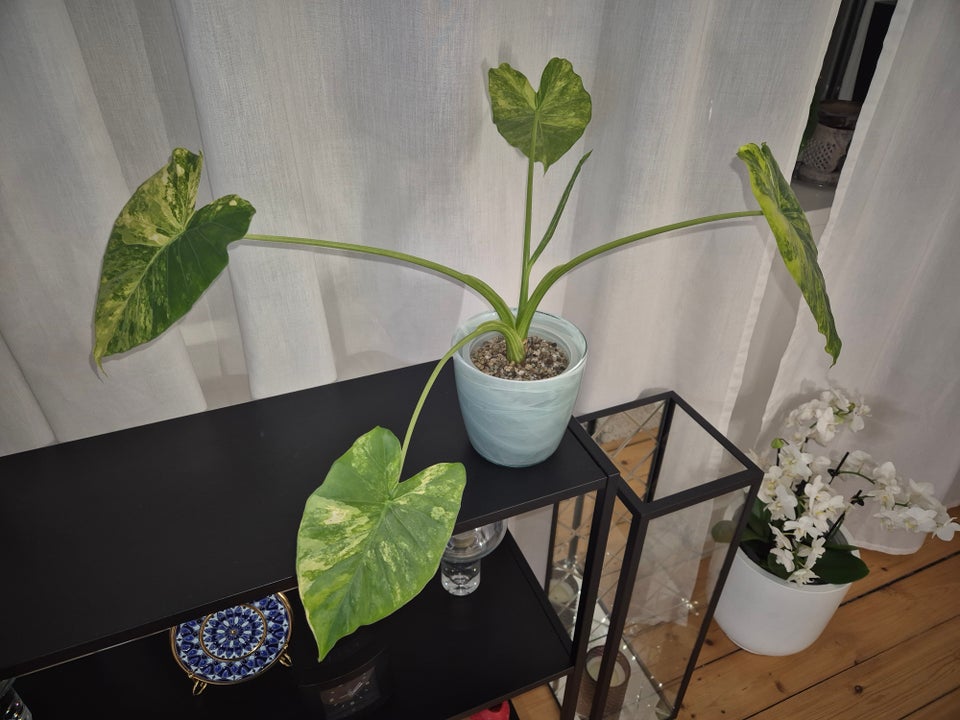 Stueplante, Alocasia Gageana