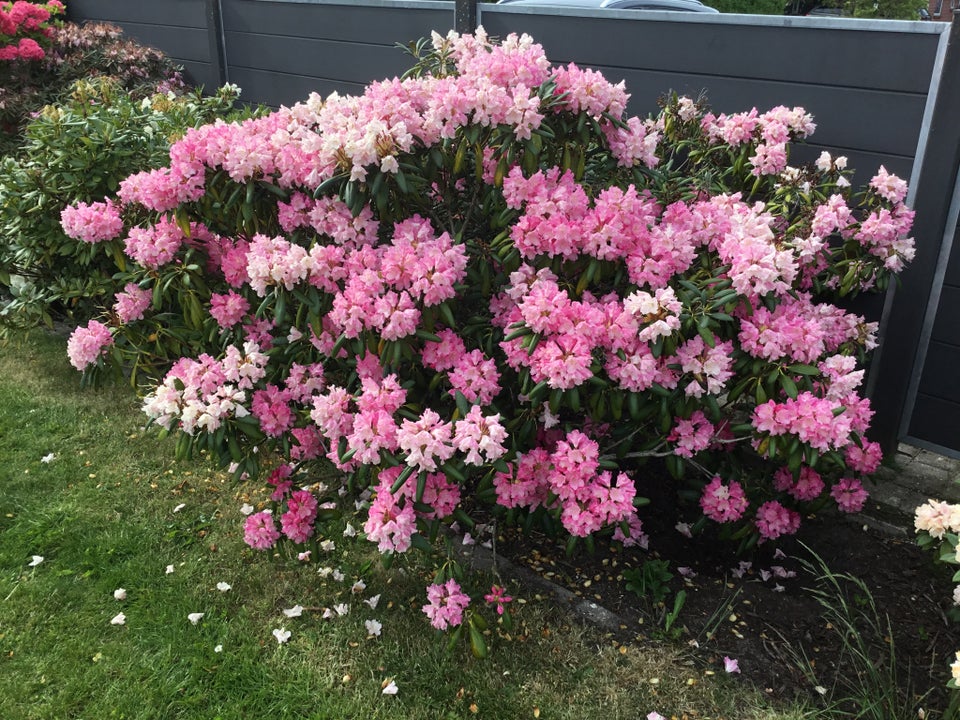 Rhododendron, Yakushimanum