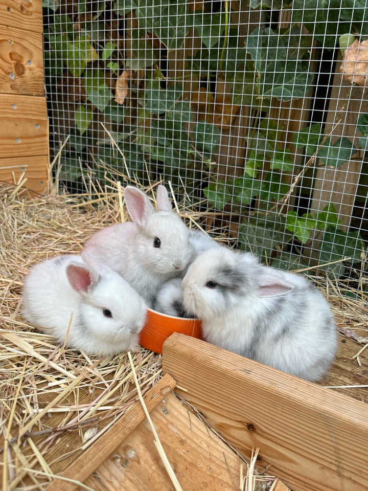 Kanin, Minilop/løvehoved, 0 år