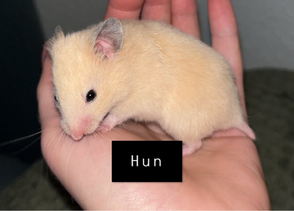 Hamster, Guldhamster, 0 år