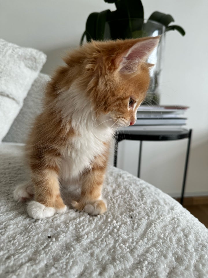 Hankat Maine Coon  9 uger