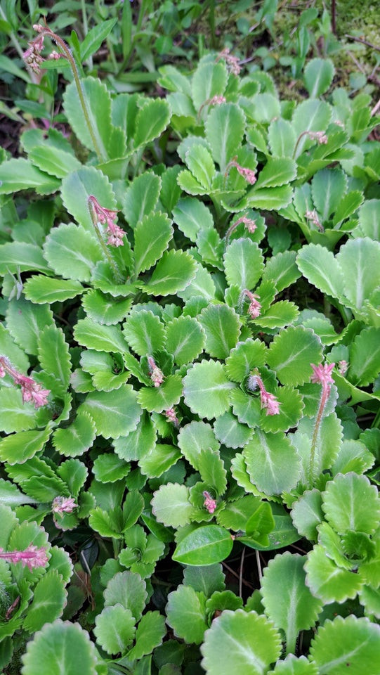 Porcelænsblomst. Staude