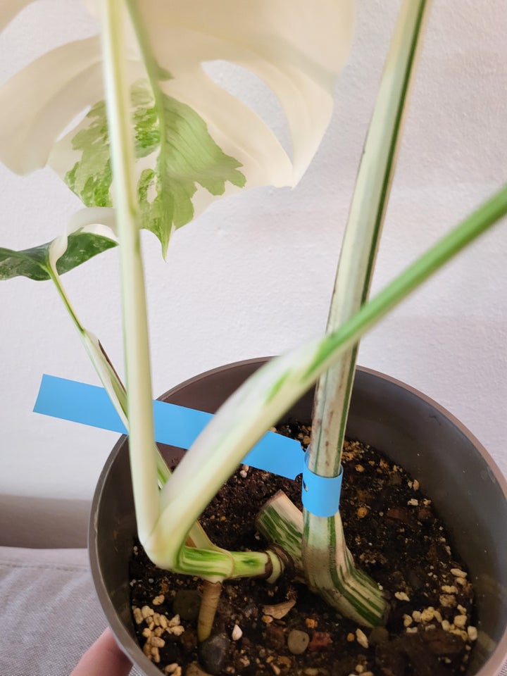 Monstera albo variegata / broget