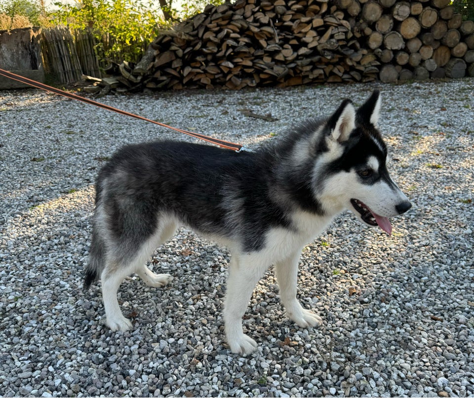 Siberian Husky, tæve, hvalp