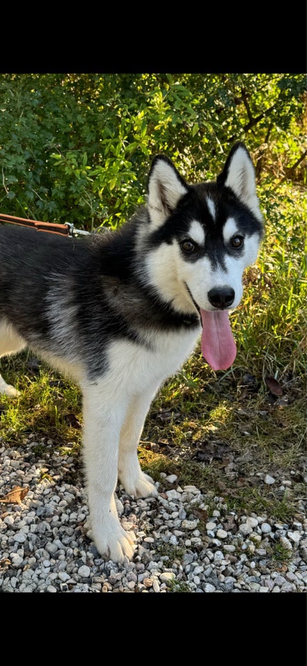 Siberian Husky, tæve, hvalp