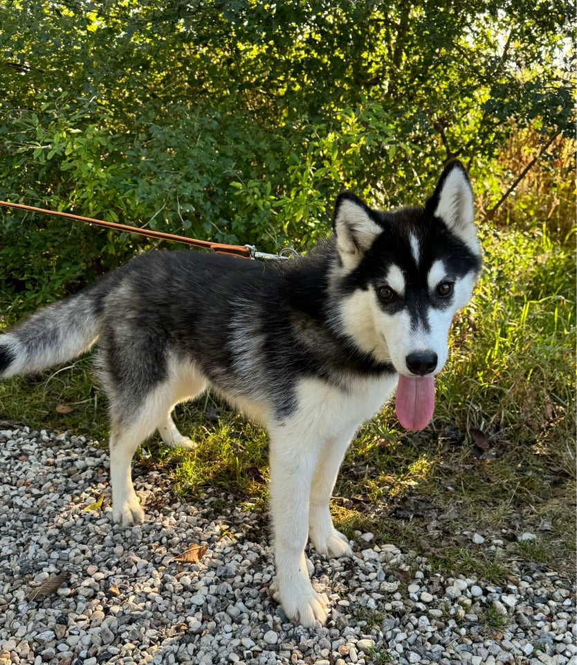 Siberian Husky, tæve, hvalp