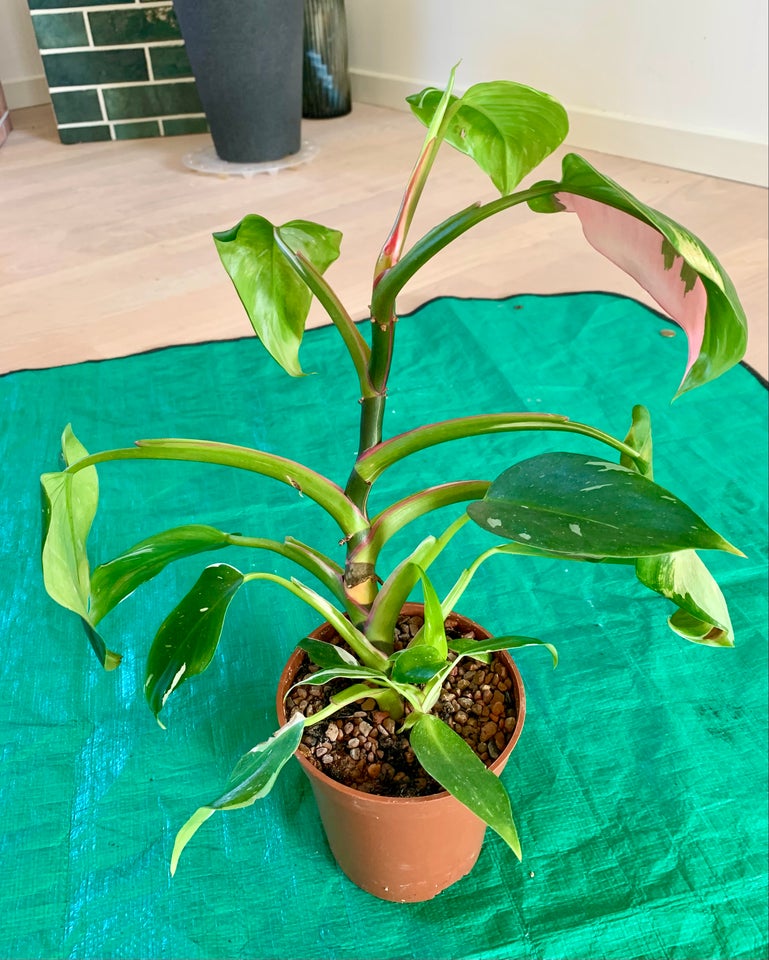 Philodendron White Princess,