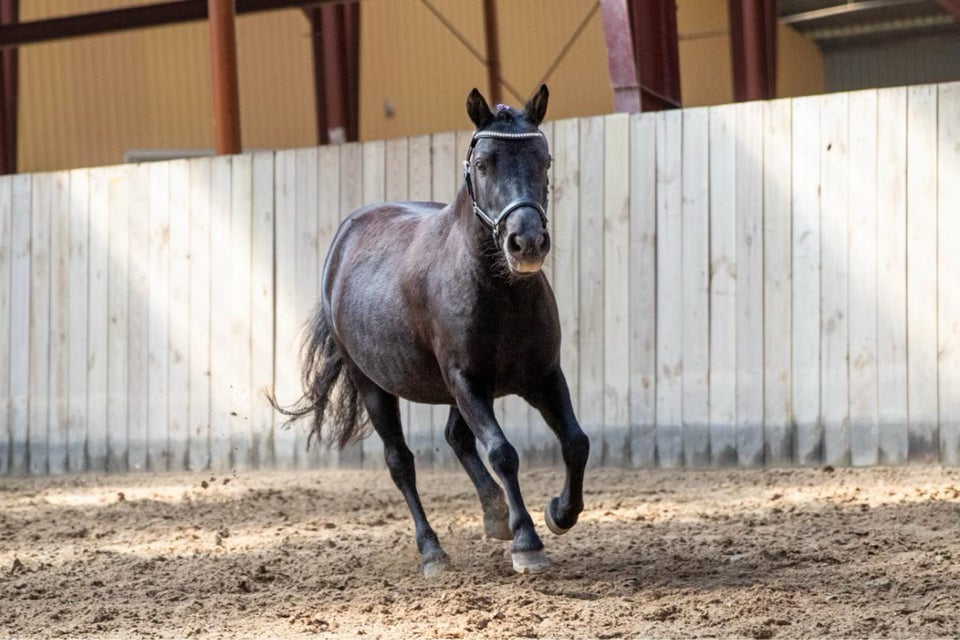 Knabstrupper hoppe 7 år